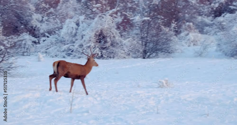 Deer stands on the snowy clearing in front of the trees. Slow motion Deer stands on the snowy clearing in front of the trees. Slow motion