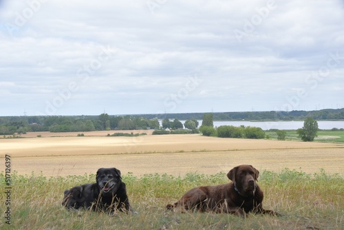 two dogs lie on a hill near a field