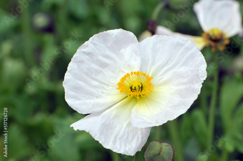 Blossom pink poppy flowers