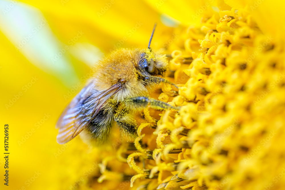 pszczoła, kwiat, słonecznik, żółć, nektar, pyłek - obrazy, fototapety, plakaty 