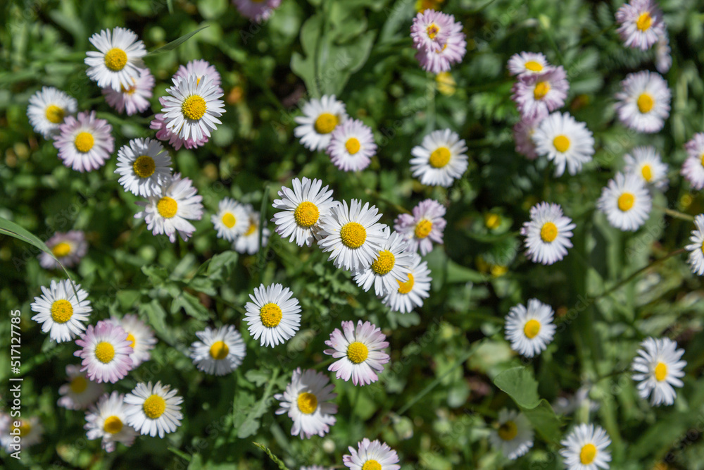 a field with daisies. white daisies. wildflowers. beautiful floral background. wallpaper with lupines a field with daisies. white daisies. wildflowers. beautiful floral background. wallpaper with lupines