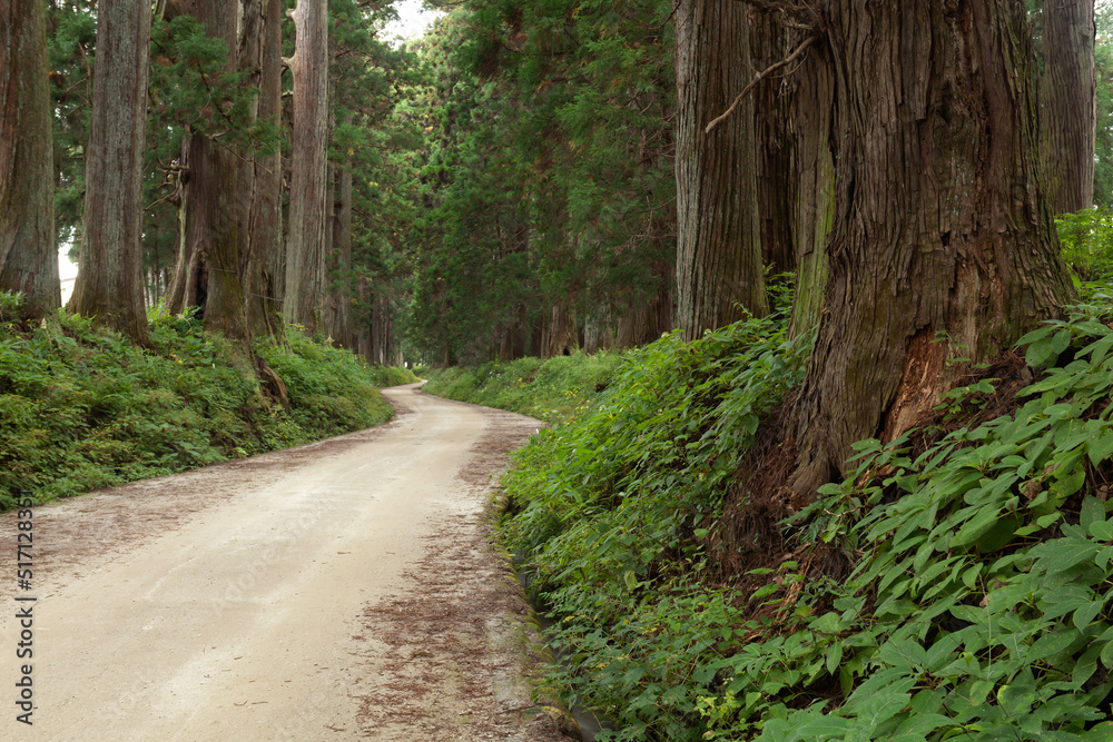 Obraz premium 日光杉並木街道の杉と道