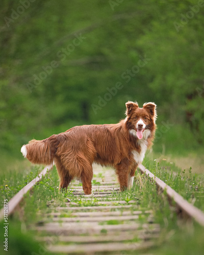 border collie na spacerze photo