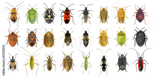 Bug species of Mediterranean Region (Insects of the order Hemiptera) isolated on a white background photo