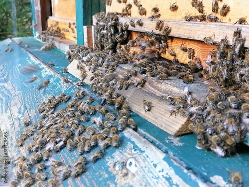 bees in the hive © Michael