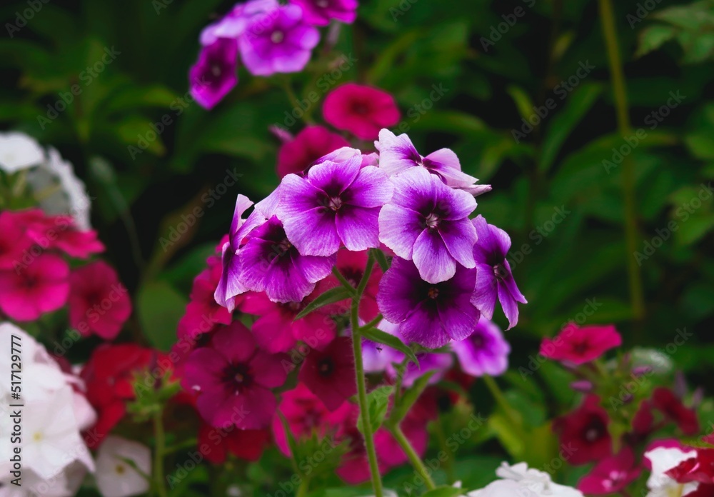 flowers in the garden flowers in the garden