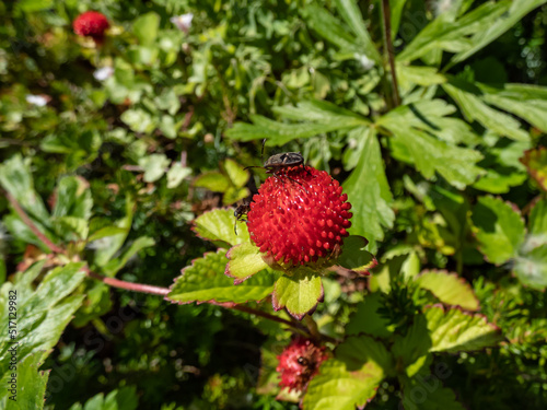Mock, Indian or false strawberry (Potentilla indica) or backyard strawberry with red fruit in the garden