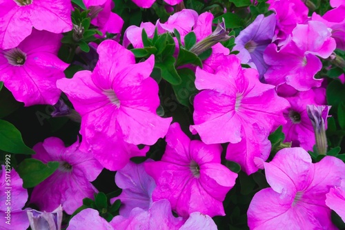 pink flowers © EVGENII