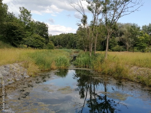 lake in the forest