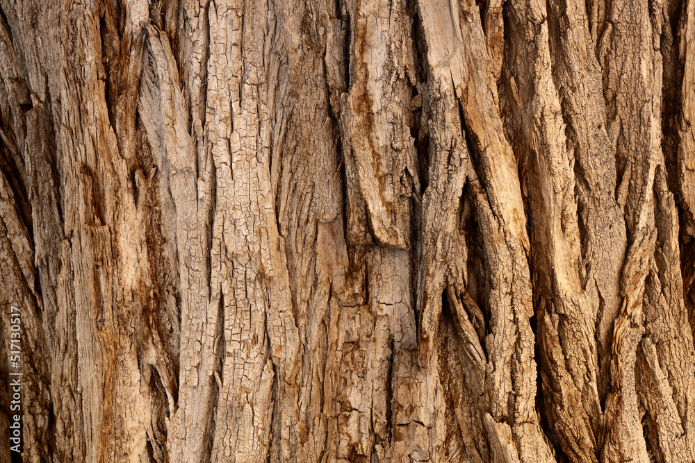 Close up of old tree bark, wood texture. Background, wallpaper, pattern Close up of old tree bark, wood texture. Background, wallpaper, pattern