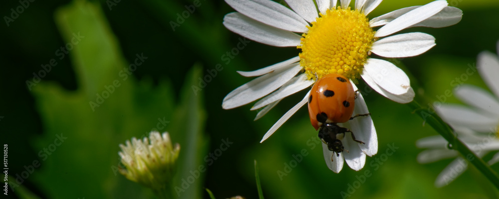 coccinelle à 7 points - sur pâquerette
coccinelle à 7 points - sur pâquerette