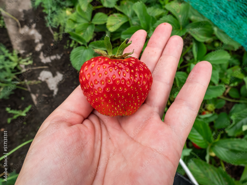 View of a hands palm holding huge, red, ripe strawberry in the garden with strawberry plants in background View of a hands palm holding huge, red, ripe strawberry in the garden with strawberry plants in background