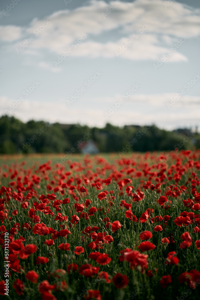 Red poppy field in Europe during summer sunset.