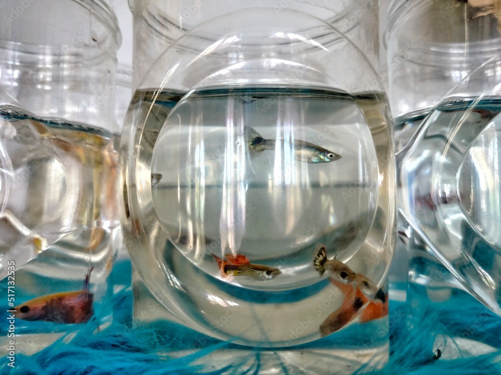 fish in aquarium bottle fish in aquarium bottle
