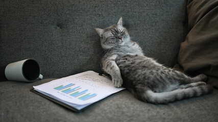 Lazy cat sleeping on gray sofa next to document and blanket. Domestic life animals