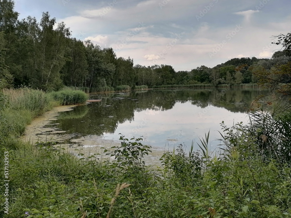 lake in the forest