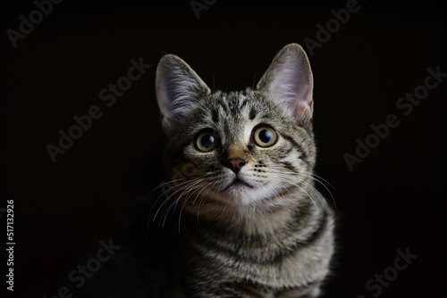 portrait of a cat © Toxa