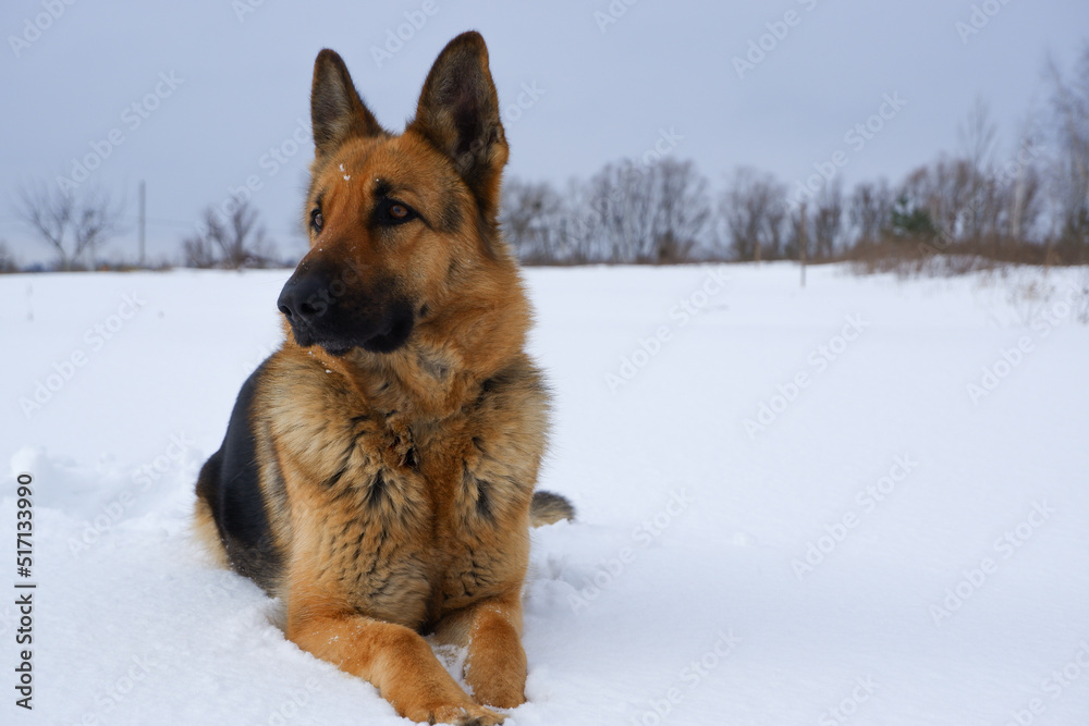 German Shepherd dog lying in the snow. German Shepherd Dog in winter. Dog performs the commands of the owner. German Shepherd dog lying in the snow. German Shepherd Dog in winter. Dog performs the commands of the owner.