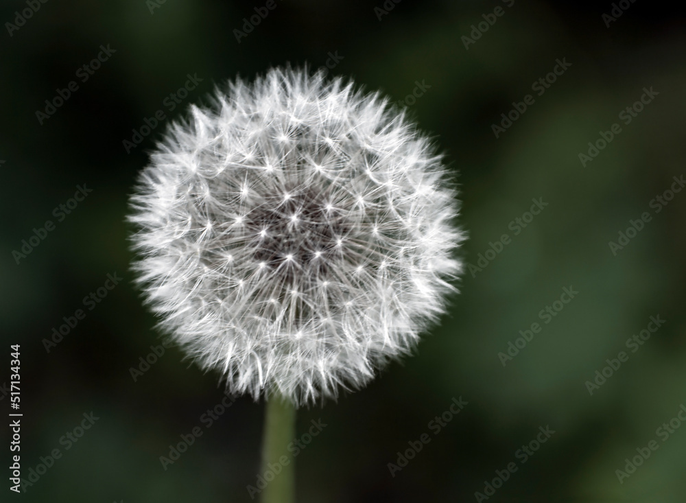 Dandelion flower with ripe seeds and spherical down. Dandelion flower with ripe seeds and spherical down.