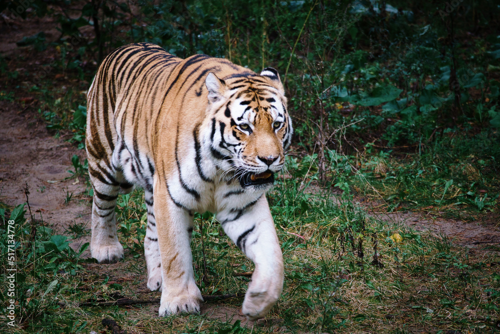 Siberian tiger. Elegant big cat. endangered predator. white,black,orange striped fur