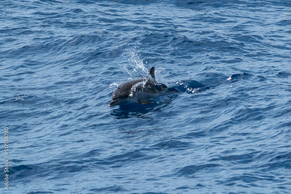 Fototapeta premium Dolphins Gran Canaria