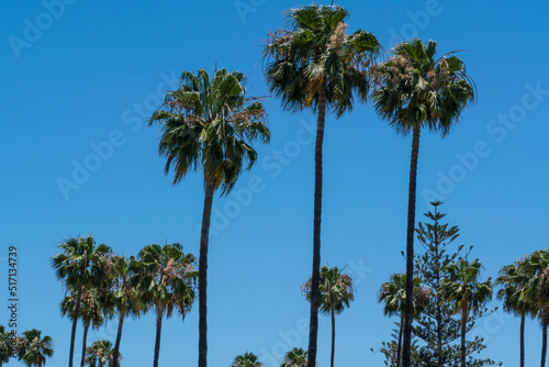 Vegetation found on Gran Canaria