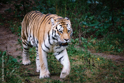 Siberian tiger. Elegant big cat. endangered predator. white black orange striped fur