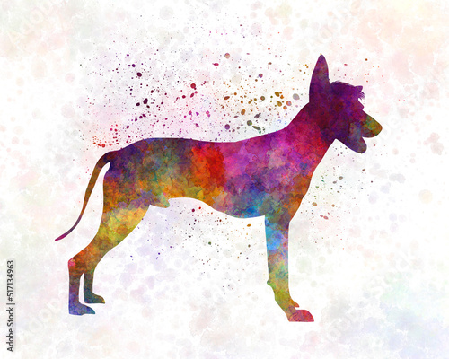 Peruvian Hairless Dog in watercolor photo