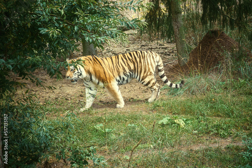 Siberian tiger. Elegant big cat. endangered predator. white black orange striped fur