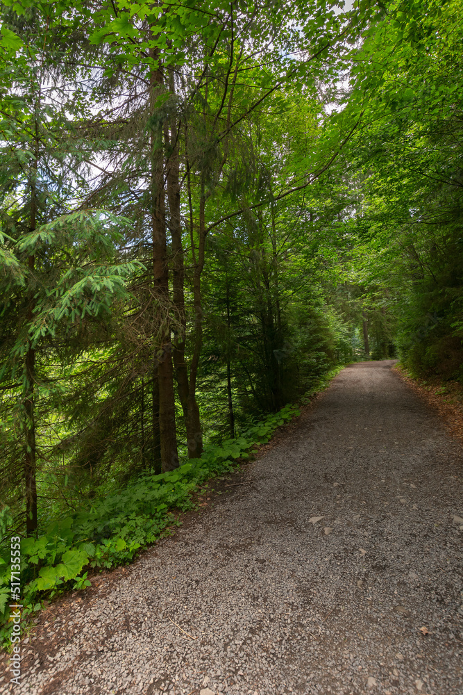 Obraz premium forest road through synevyr natural park. outdoor summer landscape on a sunny day. green nature scenery background. popular travel destination