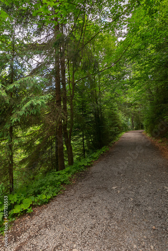 forest road through synevyr natural park. outdoor summer landscape on a sunny day. green nature scenery background. popular travel destination