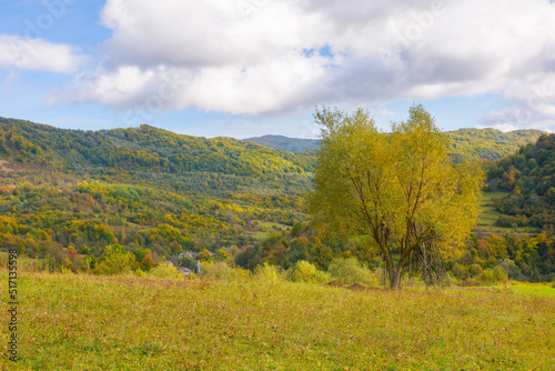 tree in yellow foliage on the rural meadow. mountainous countryside landscape on a sunny autumn day. village in the distant valley among steep hills beneath a blue sky with fluffy clouds