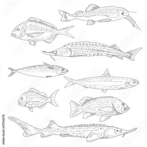 A set of river and sea fishing. Collection of fish in engraving style, isolated on a white background