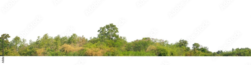 Obraz premium Green Trees isolated on white background.are Forest and foliage in summer for both printing and web pages with cut path and alpha channel