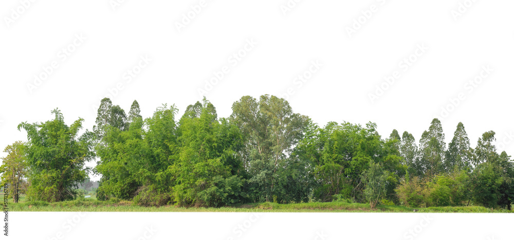 Green Trees isolated on white background.are Forest and foliage in summer for both printing and web pages with cut path and alpha channel Green Trees isolated on white background.are Forest and foliage in summer for both printing and web pages with cut path and alpha channel