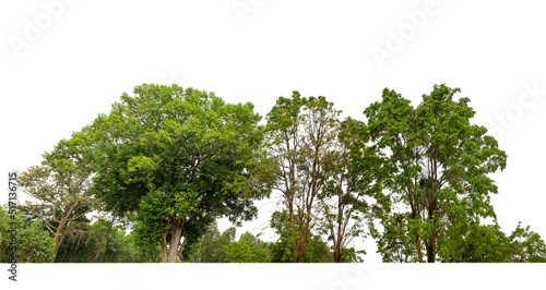 Green Trees isolated on white background.are Forest and foliage in summer for both printing and web pages with cut path and alpha channel