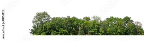 Green Trees isolated on white background.are Forest and foliage in summer for both printing and web pages with cut path and alpha channel