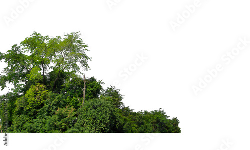 Green Trees isolated on white background.are Forest and foliage in summer for both printing and web pages with cut path and alpha channel