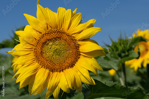 A yellow blooming sunflower grows in nature in the field. In the background the blue sky.