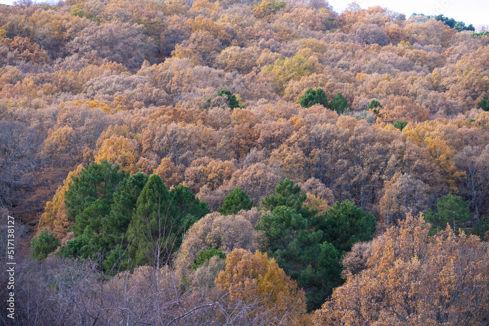 Mountain full of diverse trees of different colors typical of the autumn season. In the mountains of Madrid.