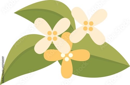 White osmanthus, pomelo flowers, flowers for mid-autumn festival, vector illustration in cartoon style
