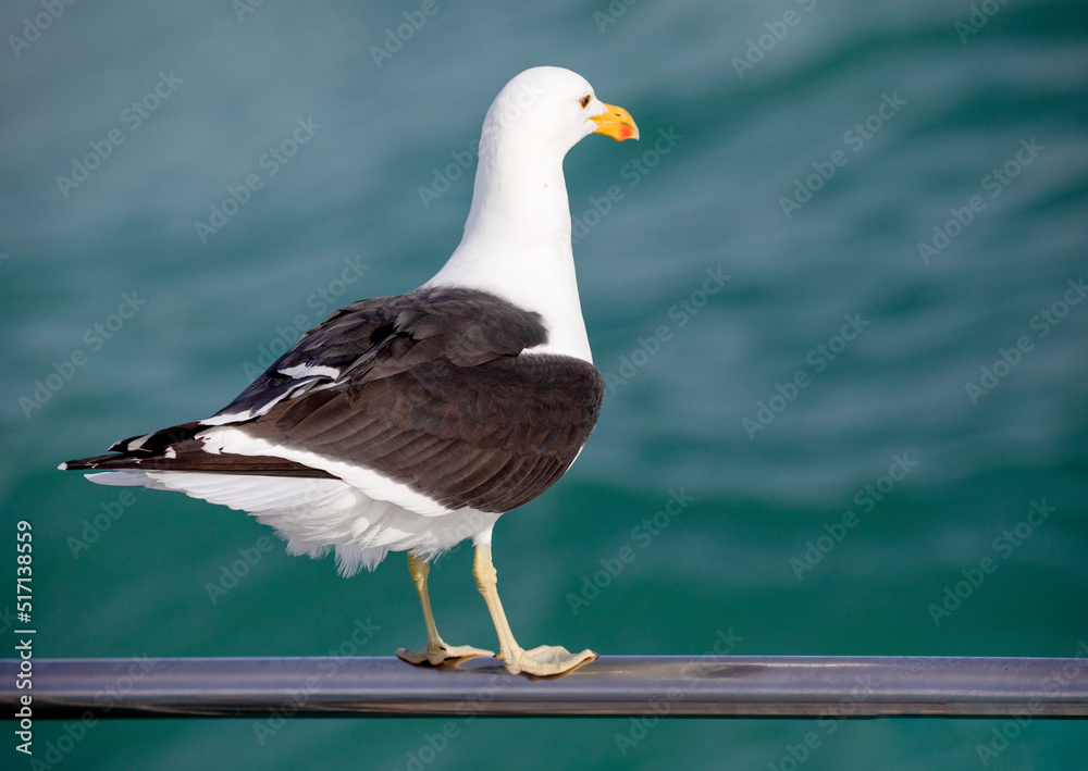 Fototapeta premium Seagull leaning on the railing of a boat in the shark alley in the Atlantic Ocean in Gansbaai (South Africa) these are birds that go deep into the oceans and seas and are very good fishermen.