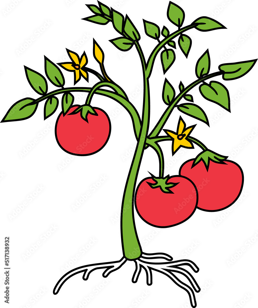 Vecteur Stock Cartoon tomato plant with green leaves, red fruits, yellow  flowers and root system isolated on white background | Adobe Stock