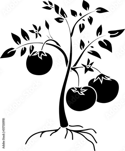 Black silhouette of tomato plant with root isolated on white background	
