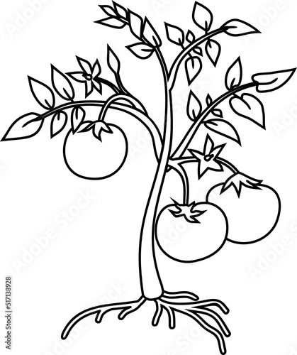Coloring page with cartoon tomato plant with leaves, fruits, flowers and root system isolated on white background