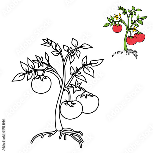 Coloring page with cartoon tomato plant with leaves, fruits, flowers and root system isolated on white background