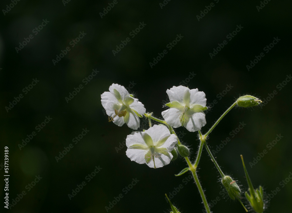 Garden geranium (Geranium phaeum) flowers, macro shot Garden geranium (Geranium phaeum) flowers, macro shot