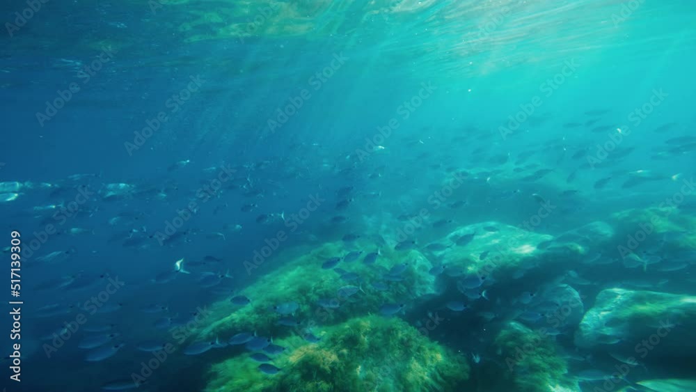 Fish Among The Rocks in the ocean Fish Among The Rocks in the ocean