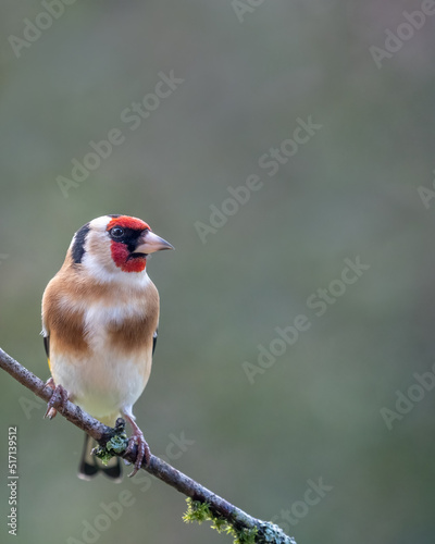 European goldfinch bird, (Carduelis carduelis), perched on a branch during Springtime