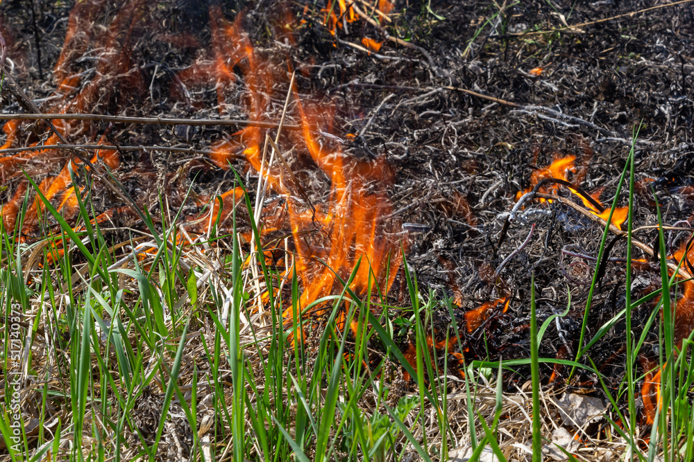 Burning old dry grass. Tongues red flame and burning dry yellowed grass in smoke Burning old dry grass. Tongues red flame and burning dry yellowed grass in smoke